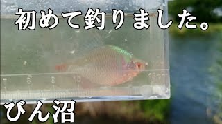 【小物釣り】今度こそ、婚姻色のアイツを釣った！【びん沼】microfishing in saitama japan