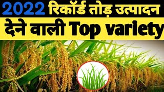 paddy NK 5251 कम पानी हद से ज्यादा धान की उपज, खुशबूदार स्वादिष्ट चावल। hybrid paddy