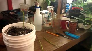 Lantana Cuttings