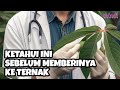 Ada Racun pada Daun Singkong⁉️ Padahal Pakan Protein Tinggi⁉️ - Part 1 #pakanternak #daunsingkong