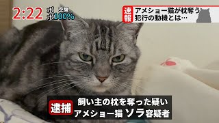 【速報】前代未聞の容疑でアメショー猫が逮捕されました。