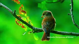 Música e Pássaros - Meditação relaxante com sons da natureza [Música de Cura]
