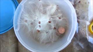 Milkweed seed, removing silk from seed.