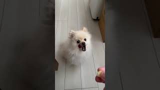 リンゴをキャッチチャレンジするポメラニアン【154日目】Apple Catch Challenge Pomeranian [Day 154]#shorts