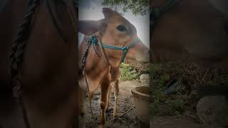 Kannukutty #shortsfeed #shorts #cow #madu #Kannukutty #cutekannukutty