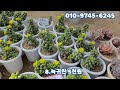 판매완료 3월6일 키우기 쉬운 다육이 10종 판매합니다 010 9745 6245