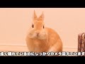 ナデ方が下手過ぎると露骨に不機嫌になるウサギと飼い主の末路【no.764】