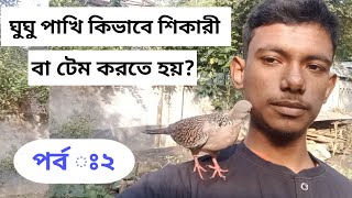 ঘুঘু পাখি কীভাবে শিকারী/টেম করতে হয়।পর্বঃ২।How to tame dove birds. gugu paki kevabe tame korty.