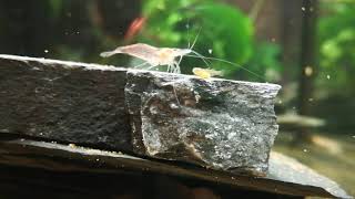 Rhinogobius duospilus fry 15 days after hatching