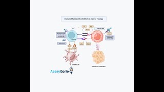 Targeting Immune Checkpoints as Cancer Therapy