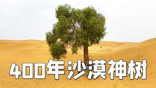 在沙漠里开着皮卡去冲沙，徒步沙漠看见一棵400年的神奇古树【行走世界的北京老刘】