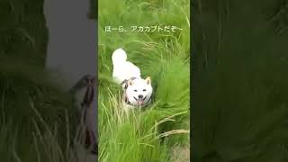 豆柴くんが散歩中に野生化し熊犬に！じっさまの仇を〜施しの時間だよ。#shorts