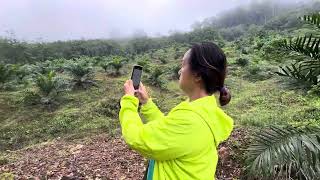 传统山榴莲红花老树面临枯兆挑战！看看谁能出手帮忙！