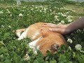 16チョキ　また歩けるようにポカポカ暖かい河原でマッサージ　the blind cat 22 years old. choki