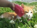 16チョキ　また歩けるようにポカポカ暖かい河原でマッサージ　the blind cat 22 years old. choki