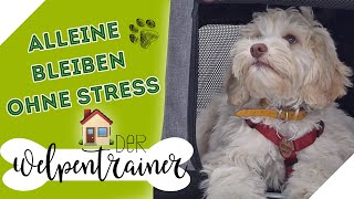 Alleine bleiben üben: So entspannt sich dein Hund | Der Welpentrainer | sixx