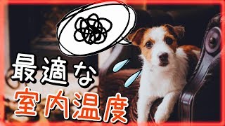 室内犬の快適温度はどれくらい？夏場、冬場の室内温度管理