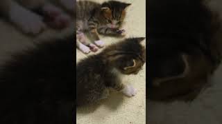 Funny Animals Videos 😂😻 Funniest Cats And Dogs 2024