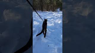 Walk 1.17.25 | Kimahri Walks In A Snowy Park IV | Cox Arboretum #bengalcat  #snow #hiking