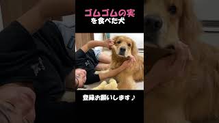 家宝のゴムゴムの実を、ついデザートに食べてしまった大型犬クッキー【ゴールデンレトリバーとミニチュアダックスフンド】#shorts＃箱入りクッキーはゴールデンレトリバー#goldenretriever