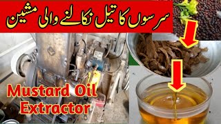 کوہلو میں سرسوں کا تیل کیسے نکلتا ہےmustard oil business #mustard# oil extractor|Pak Punjab Vlogs