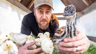 What Happens when Chicks live with an Emu?