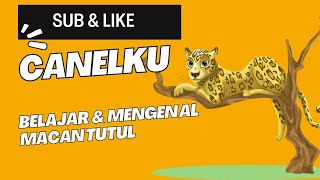 Belajar dan Mengenal Macan Tutul