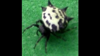 The Spiny Orb Weaver