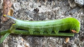 【角の色合いがおしゃれ】名もなき理科教員が「ブドウスズメの幼虫」見つけた。