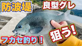 防波堤でフカセ釣り！良型グレを狙います！