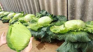 Grow your dream cabbage garden at home from recycled plastic cans