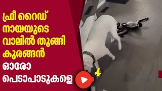 Monkey | Dog | ഫ്രീ റൈഡ്, നായയുടെ വാലില്‍ തൂങ്ങി കുരങ്ങന്‍, ഒരോ ഒരോ പെടാപാടുകളെ | Animals