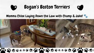 Tuesday- Momma Chloe Lays Down the Law! ๐พ Teaching Manners to Champ & Jake