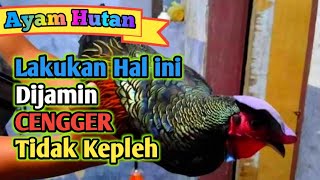 Cara Mengatasi Cengger Ayam Hutan Agar tidak LEMAS || KEPLEH‼️