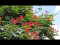 gulmohar plant gulmohar tree