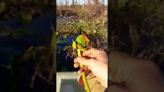 Spatterdock Lily( Nuphar Advena)'half opened' bloom