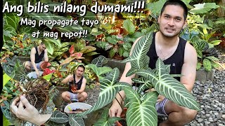 SOBRANG BILIS NILANG DUMAMI | MAG PROPAGATE AT MAG REPOT TAYO NG CALADIUM LINDENII | BECHOY VLOG