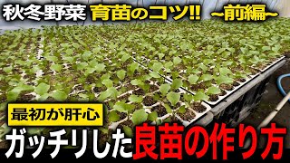 【秋冬野菜】立派なガッチリした苗を作るための方法