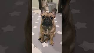 Frenchie #81 - When you OWN a French Bulldog  #shorts #frenchbulldog #dog