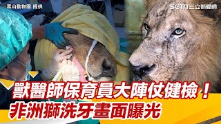 獸醫師保育員大陣仗健檢！非洲獅洗牙畫面曝光｜三立新聞網 SETN.com