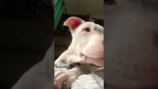 #shortsvideo #dog #cutedogs #puppy #cute #pitbull #like #subscribe #love #viral #beyonce