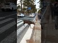 鹿さんが倒れている見守っている外国人観光客 nara deer 奈良の鹿 animals