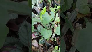 Cissus quadrangularis, perennial plant, quadrangular-sectioned branches with internode. F-Vitaceae.