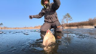 ОТО РОЗДАЧА Кабани клюють один за одним / Рибалка ТОП