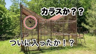 何か入ってる！カラスか？カラス捕獲できたのか？？