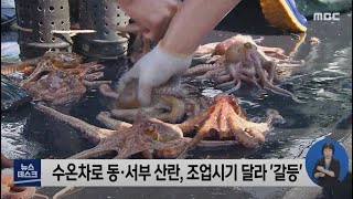 문어 금어기 시작.. 동서부 '갈등'-R 전남 특산품 돌문어, 참문어 개체수 보호 (210519수/뉴스데스크)