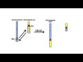 bcr abl1 and the philadelphia chromosome part 2 the philadelphia chromosome