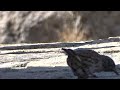 dunnock close up heggenmus spain august 2018