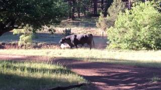 A Big Bull Crying Out to His Cows