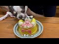 【愛犬誕生日】愛犬そっくりなケーキで誕生日をお祝いしました。